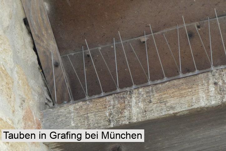Tauben in Grafing bei München